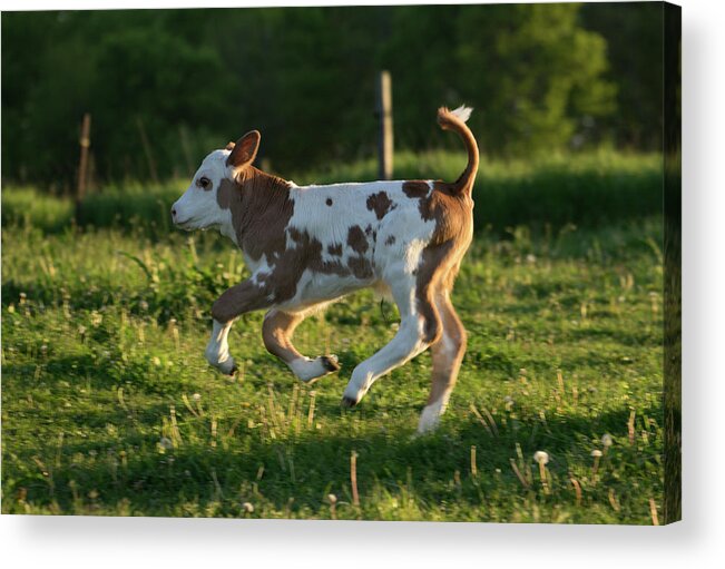 High-tailing It Back Acrylic Print featuring the photograph High-Tailing it Back by Brooke Bowdren