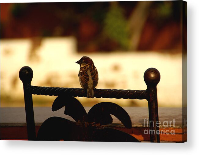 Bird Acrylic Print featuring the photograph His Eye Is On The Sparrow by Linda Shafer