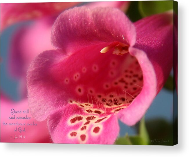Flowers Acrylic Print featuring the photograph His Wondrous Works by Debra Straub