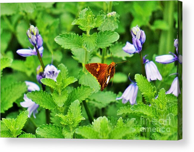 Flowers Acrylic Print featuring the photograph Honing in by Merle Grenz