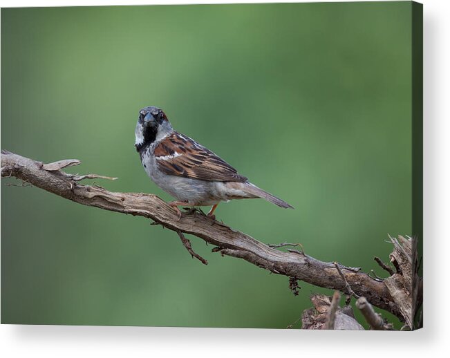 House Sparrow Acrylic Print featuring the photograph House Sparrow by Holden The Moment