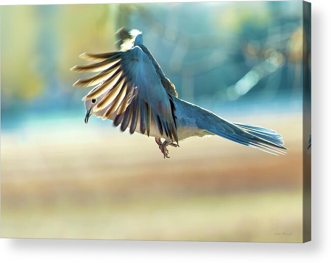 Dove Acrylic Print featuring the photograph Hovering Dove in Flight by Judi Dressler