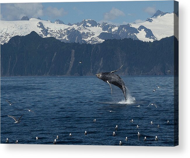 Alaska Acrylic Print featuring the photograph Humback Whale Arching Breach by Ian Johnson