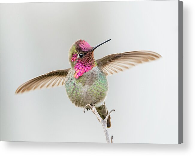 Loree Johnson Photography Acrylic Print featuring the photograph Hummingbird Stretch by Loree Johnson