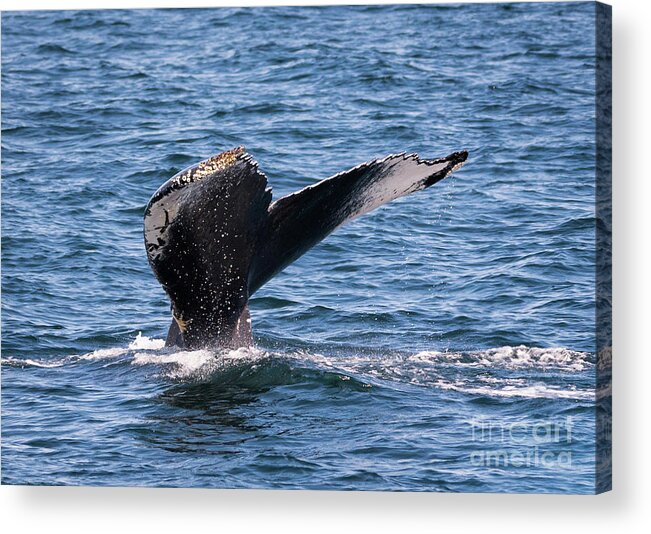 Humpback Acrylic Print featuring the photograph Humpback Whale Tail 2 by Lorraine Cosgrove