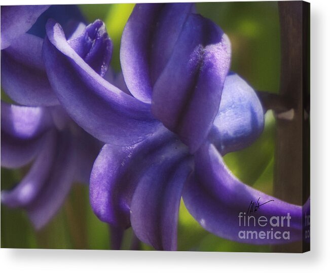 Hyacinth Acrylic Print featuring the photograph Hyacinth - Springtime Series by Mark Valentine