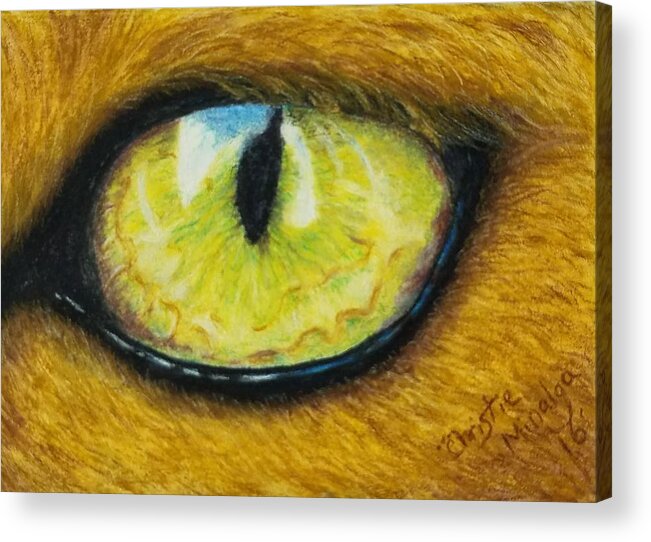 Cats Eye Acrylic Print featuring the drawing Reflections by Christie Minalga