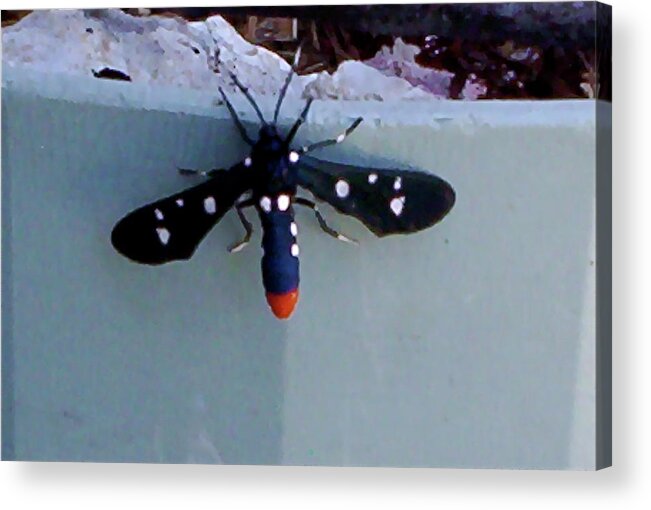  Acrylic Print featuring the photograph I Spy by Suzanne Udell Levinger