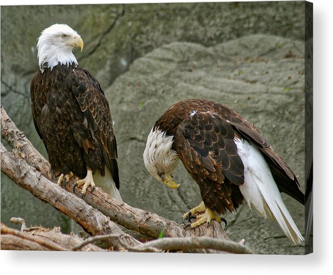 Eagle Acrylic Print featuring the photograph I'm Sorry by Michael Peychich