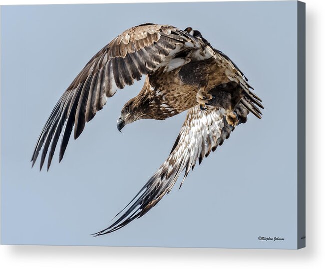 Bald Eagle Acrylic Print featuring the photograph Immature Bald Eagle Leaving a Perch by Stephen Johnson