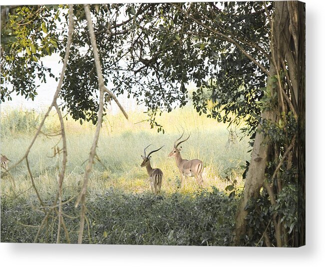 Wildlife Acrylic Print featuring the photograph Impala by Patrick Kain