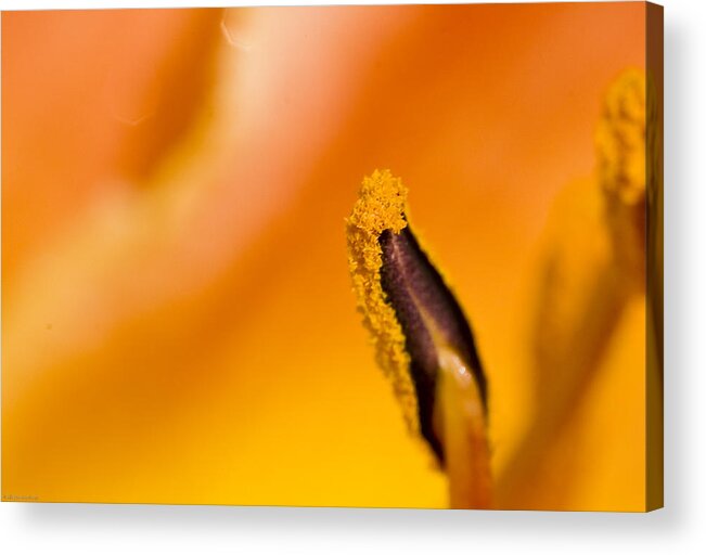 Flower Acrylic Print featuring the photograph In A Daylily by Ches Black