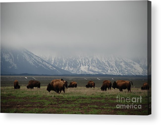 Bison Acrylic Print featuring the photograph in the Tetons by Jim Goodman