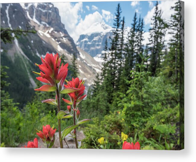 Adventure Acrylic Print featuring the photograph Indian Paint Brush and the Canadian Rockies by Kelly VanDellen