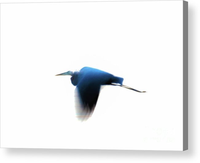 Heron Acrylic Print featuring the photograph Inflight by William Norton
