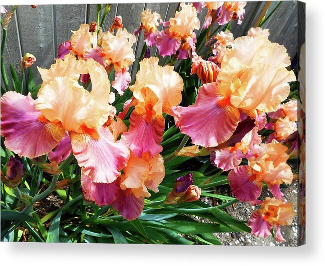 Iris Acrylic Print featuring the photograph Irises 24 by Ron Kandt
