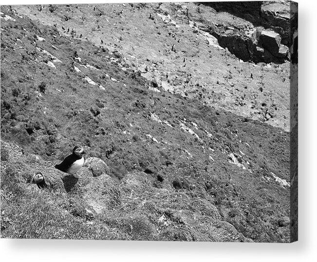 Puffins Acrylic Print featuring the photograph It's a mad mad puffins world by HweeYen Ong
