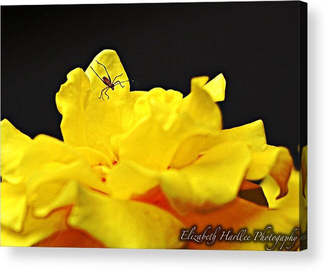  Acrylic Print featuring the photograph Itsy Bitsy by Elizabeth Harllee