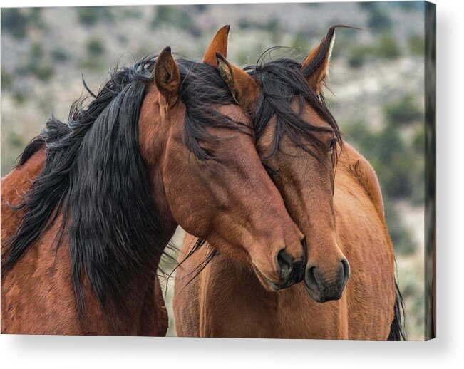 Mustangs Acrylic Print featuring the photograph Jake and Wilma by John T Humphrey