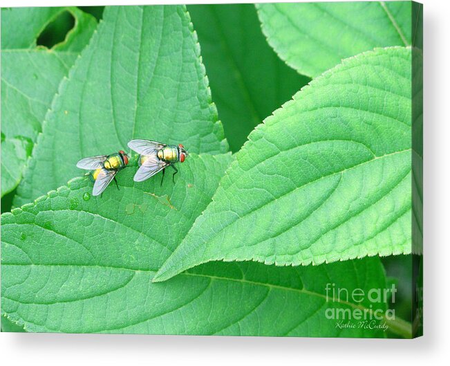Insects Acrylic Print featuring the photograph Just Follow Me I Know Where I'm Going by Kathie McCurdy