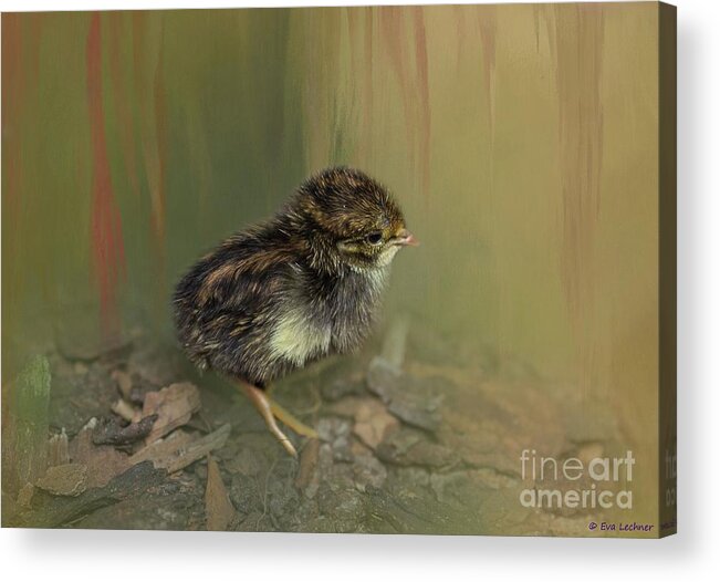 King Quail Acrylic Print featuring the photograph King Quail Chick by Eva Lechner
