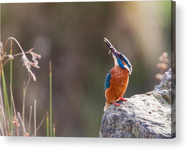 Kingfisher Acrylic Print featuring the photograph Kingfisher with fish by Bob Kemp