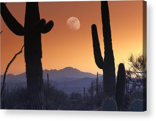 00171160 Acrylic Print featuring the photograph Kitt Peak Under Moon From Saguaro by Tim Fitzharris