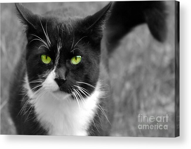 Cat Acrylic Print featuring the photograph Kitty Fallowing by Lila Fisher-Wenzel