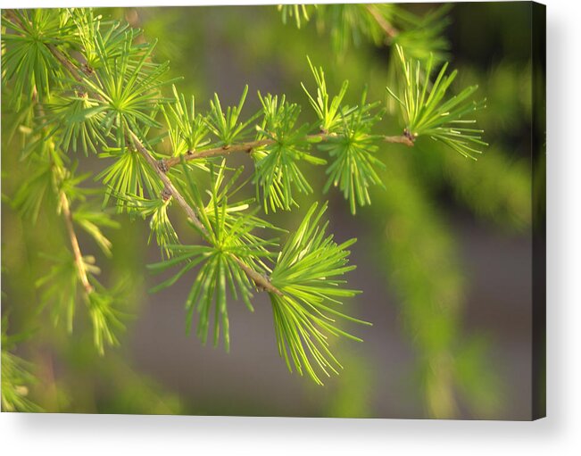 Green Acrylic Print featuring the photograph Larch branch and Foliage by Nathan Abbott
