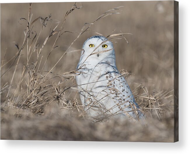 Snowy Owl Acrylic Print featuring the photograph Last year of the Snowy Owls... by Ian Sempowski