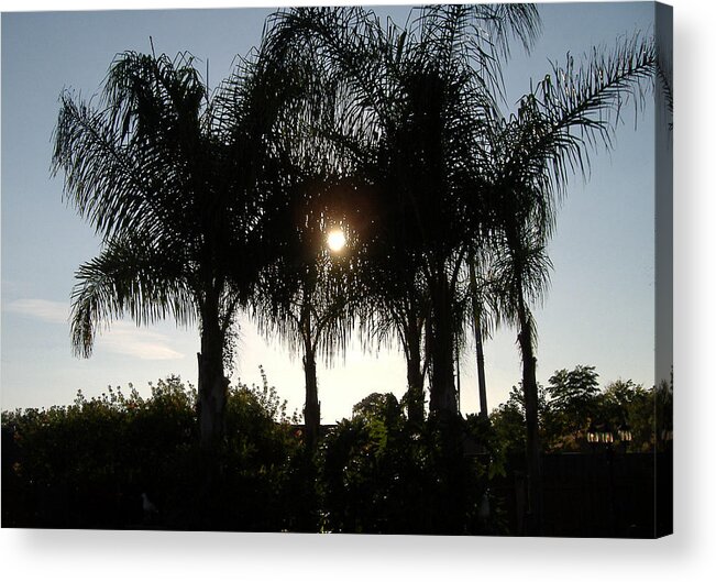 Palm Tree Acrylic Print featuring the photograph Late Afternoon Sun by Diane Ferguson