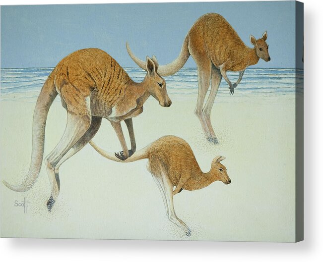 Kangaroo Acrylic Print featuring the painting Leaping Ahead by Pat Scott