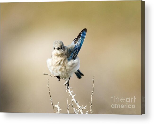 Mountain Bluebird Acrylic Print featuring the photograph Left Wing Test by Michael Dawson