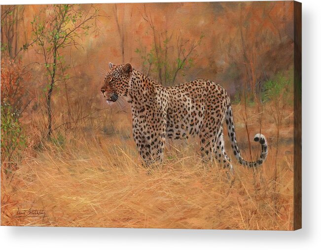 Leopard Acrylic Print featuring the painting Leopard in African Bush by David Stribbling
