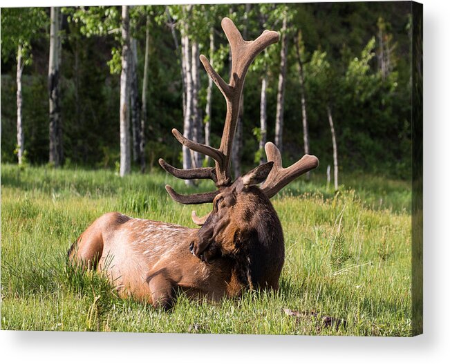 Elk Acrylic Print featuring the photograph Let Sleeping Elk Lie by Mindy Musick King