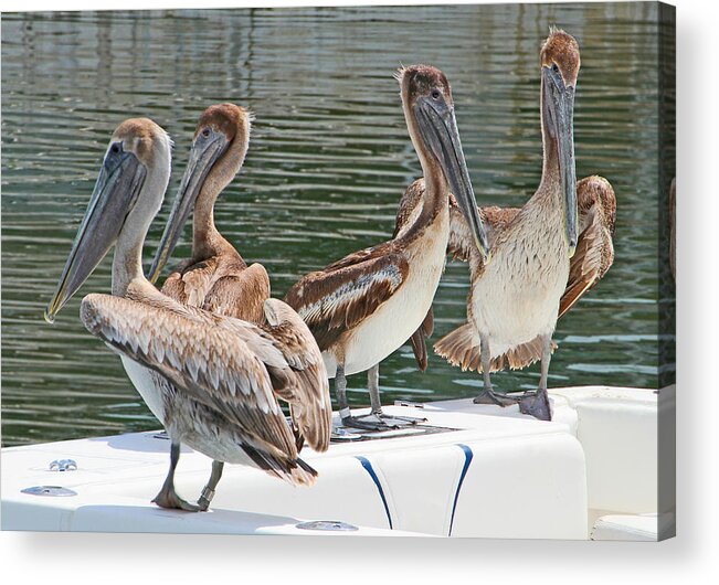 Pelican Acrylic Print featuring the photograph Lets Go Fishing by Bob Slitzan