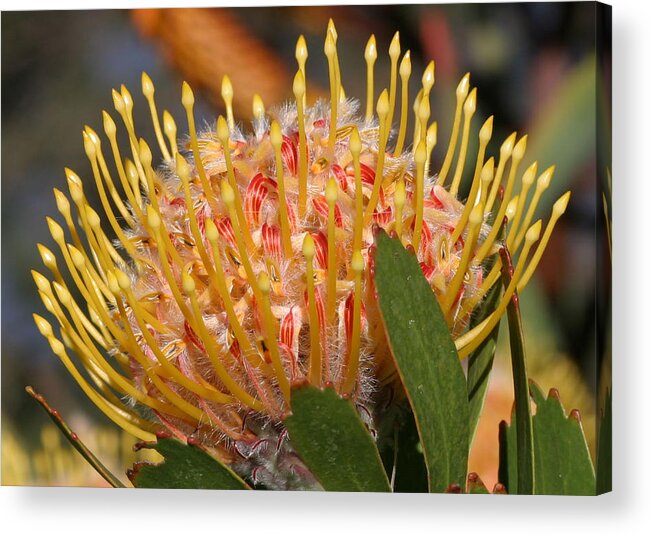 Plant Acrylic Print featuring the photograph Leucospermum muirii by Tony Brown