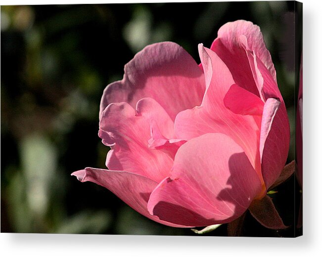 Nature Acrylic Print featuring the photograph Light and Shadow on a Pink Rose by Sheila Brown
