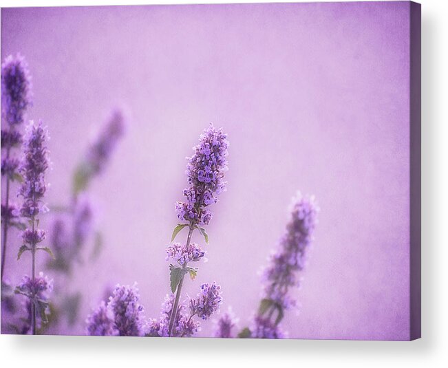 Monochrome Acrylic Print featuring the photograph Like a Warm Soft Summer Breeze by Robin Webster