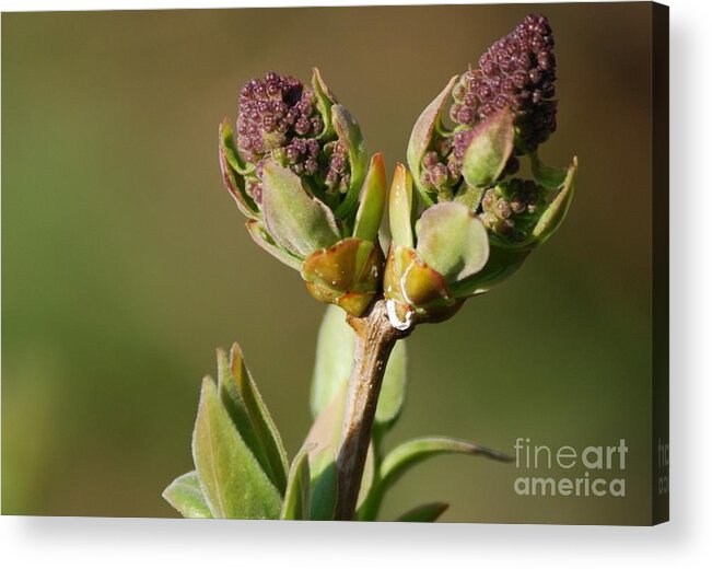 Lilac Acrylic Print featuring the photograph Lilac Bud by Randy Bodkins