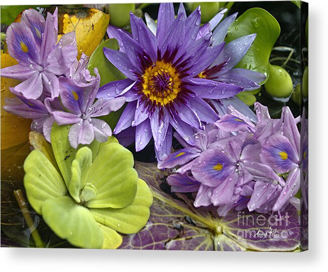 Blue Majestic Flower On Water Acrylic Print featuring the photograph Lilies No. 38 by Anne Klar