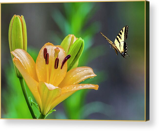 Greeting Card Acrylic Print featuring the photograph Lily Drops 2 by Cathy Kovarik