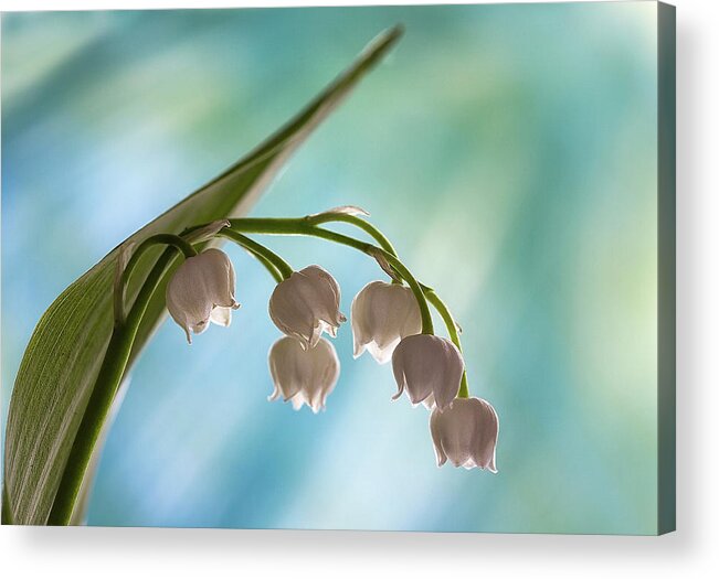 Lily Acrylic Print featuring the photograph Lily of the Valley by Shirley Mitchell