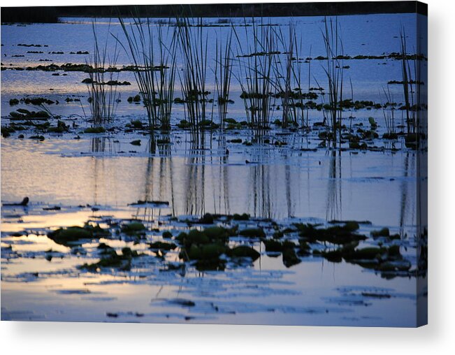 Lake Acrylic Print featuring the photograph Lily Pond by Pamela Williams