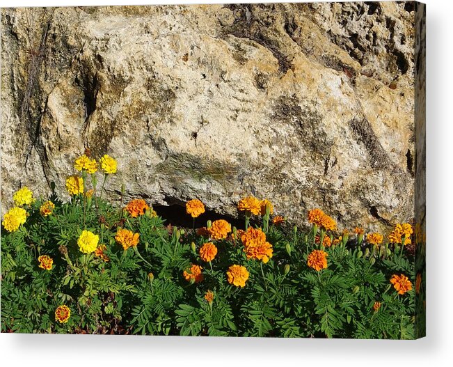Limestone Acrylic Print featuring the photograph Limestone Boulder and Marigolds by Richard Rizzo