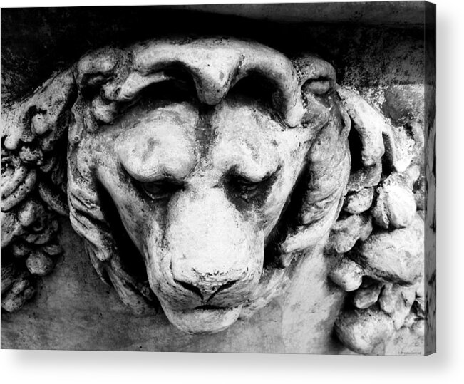 Lion Acrylic Print featuring the photograph Lion by Dark Whimsy