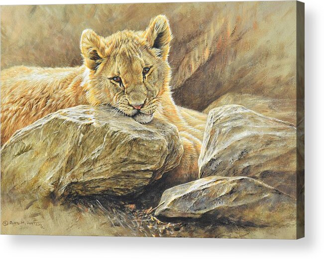 Wildlife Paintings Acrylic Print featuring the painting Lion Cub Study by Alan M Hunt