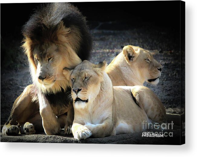 Lions Acrylic Print featuring the photograph Lion Pride Memphis Zoo by Veronica Batterson
