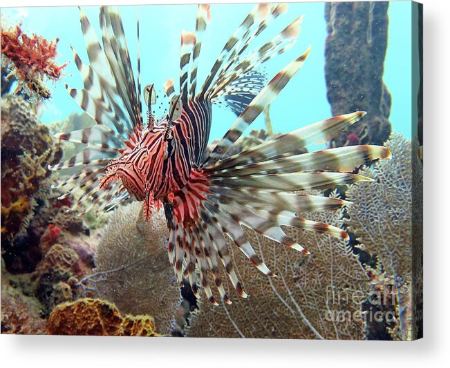 Underwater Acrylic Print featuring the photograph Lionfish by Daryl Duda