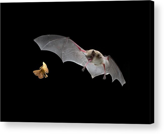 Mp Acrylic Print featuring the photograph Little Brown Bat Hunting Moth by Michael Durham